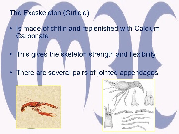 The Exoskeleton (Cuticle) • Is made of chitin and replenished with Calcium Carbonate •