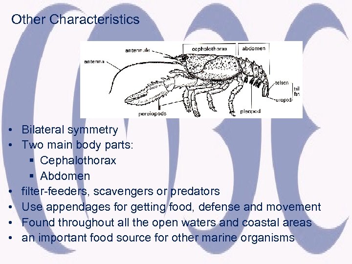 Other Characteristics • Bilateral symmetry • Two main body parts: § Cephalothorax § Abdomen