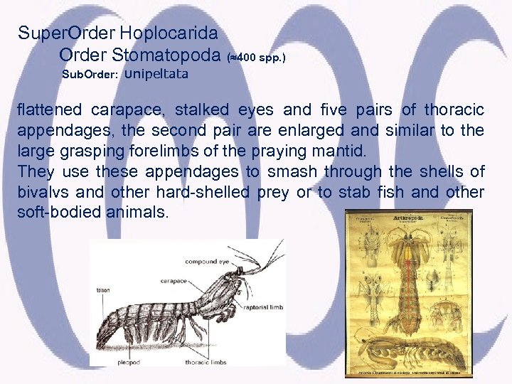 Super. Order Hoplocarida Order Stomatopoda ( 400 spp. ) Sub. Order: Unipeltata flattened carapace,