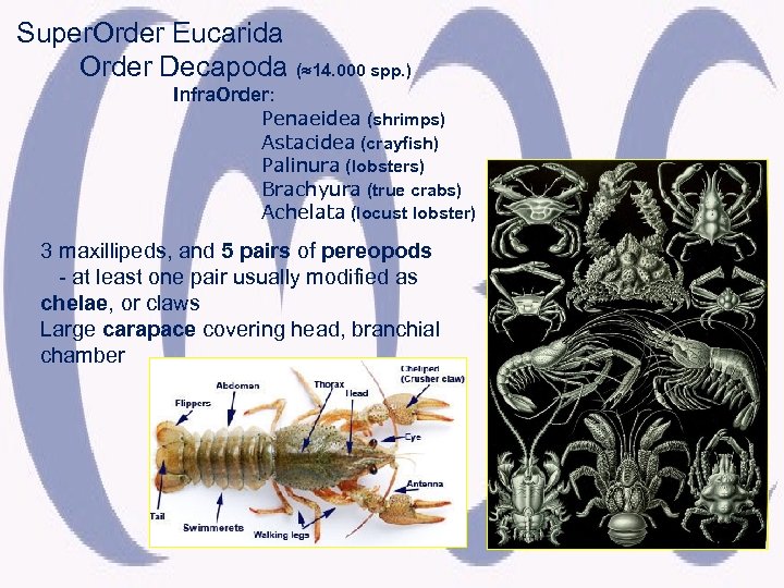 Super. Order Eucarida Order Decapoda ( 14. 000 spp. ) Infra. Order: Penaeidea (shrimps)