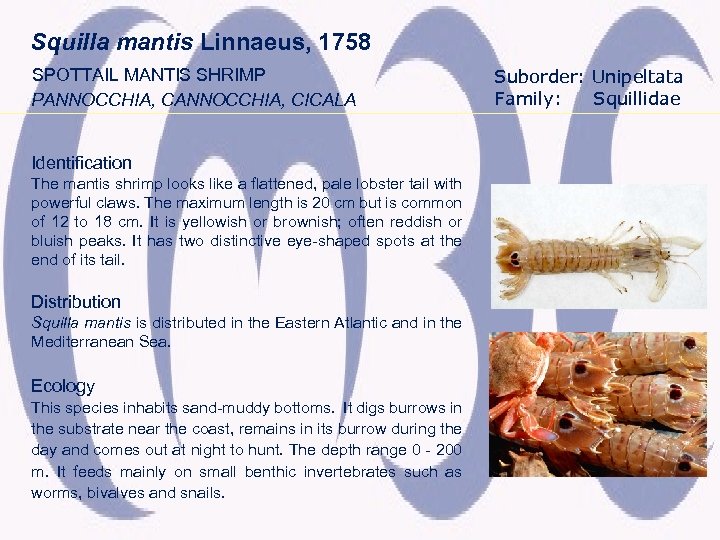 Squilla mantis Linnaeus, 1758 SPOTTAIL MANTIS SHRIMP PANNOCCHIA, CICALA Identification The mantis shrimp looks