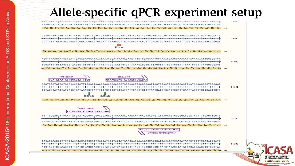 Allele-specific q. PCR experiment setup 