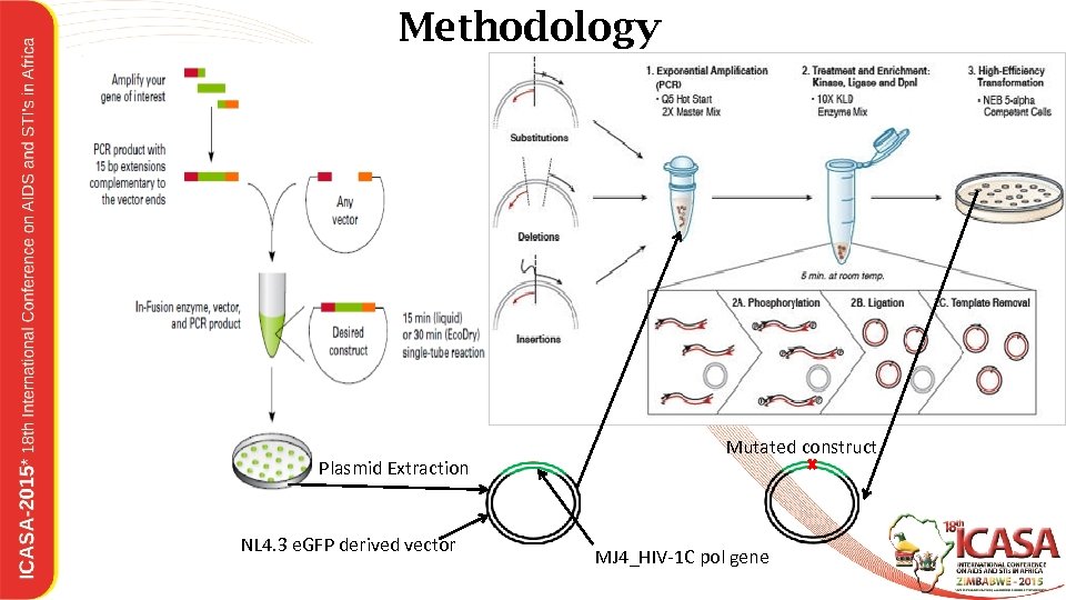 Methodology Plasmid Extraction NL 4. 3 e. GFP derived vector Mutated construct MJ 4_HIV-1