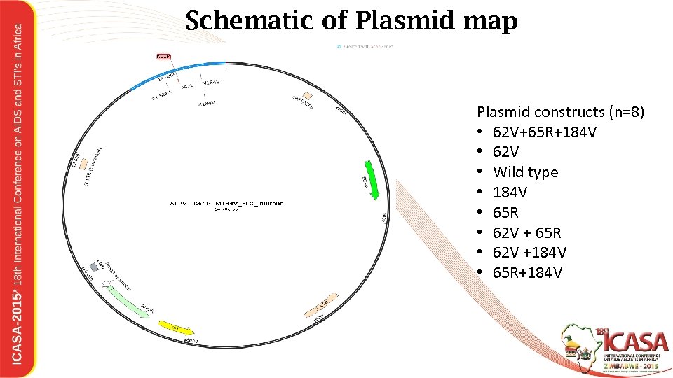 Schematic of Plasmid map Plasmid constructs (n=8) • 62 V+65 R+184 V • 62