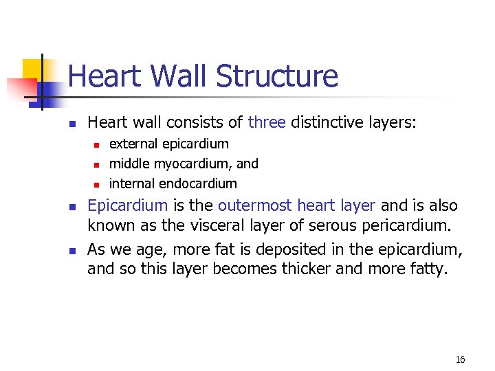 Heart Wall Structure n Heart wall consists of three distinctive layers: n n n