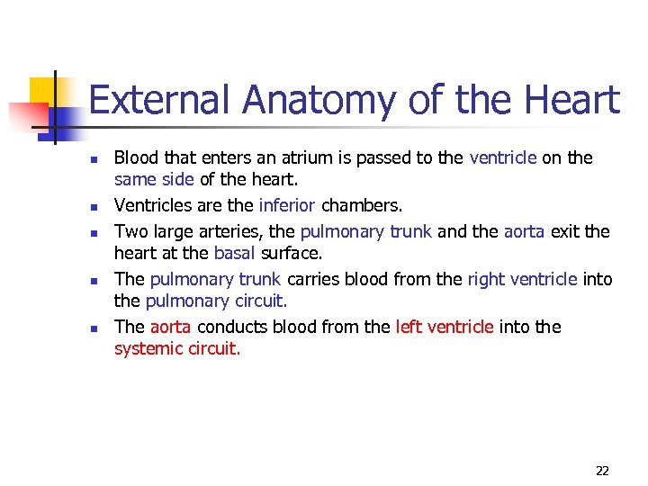 External Anatomy of the Heart n n n Blood that enters an atrium is