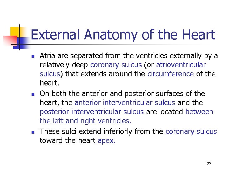 External Anatomy of the Heart n n n Atria are separated from the ventricles