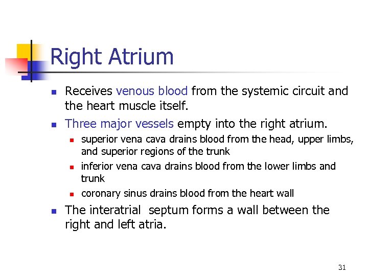 Right Atrium n n Receives venous blood from the systemic circuit and the heart
