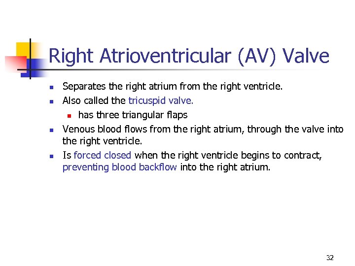 Right Atrioventricular (AV) Valve n n Separates the right atrium from the right ventricle.