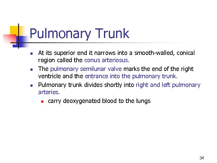 Pulmonary Trunk n n n At its superior end it narrows into a smooth-walled,