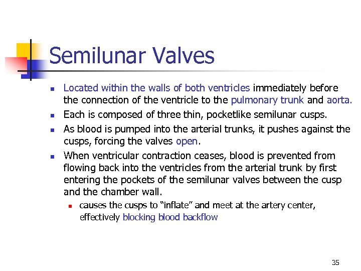 Semilunar Valves n n Located within the walls of both ventricles immediately before the