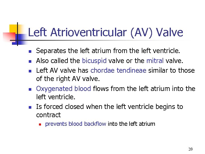 Left Atrioventricular (AV) Valve n n n Separates the left atrium from the left