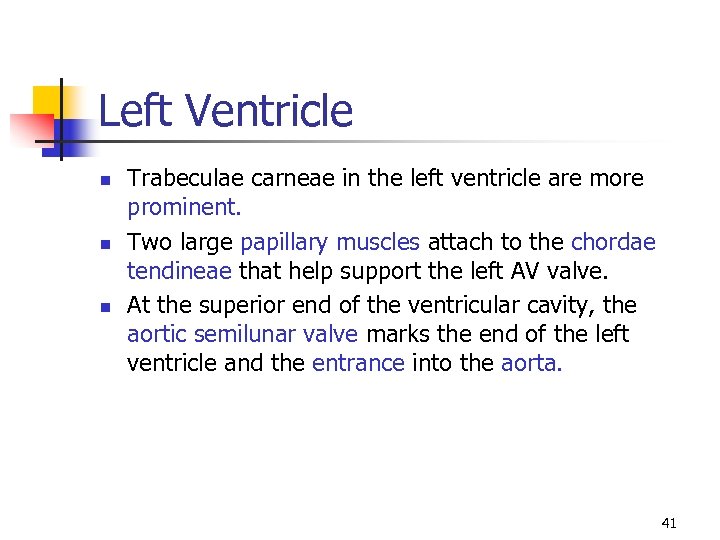 Left Ventricle n n n Trabeculae carneae in the left ventricle are more prominent.