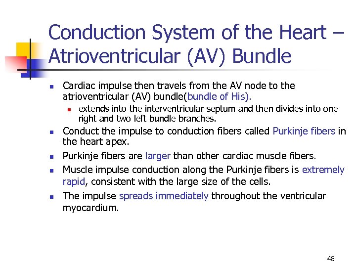Conduction System of the Heart – Atrioventricular (AV) Bundle n Cardiac impulse then travels