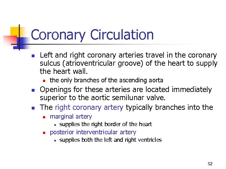 Coronary Circulation n Left and right coronary arteries travel in the coronary sulcus (atrioventricular
