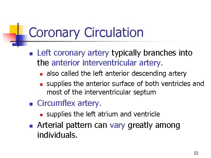 Coronary Circulation n Left coronary artery typically branches into the anterior interventricular artery. n