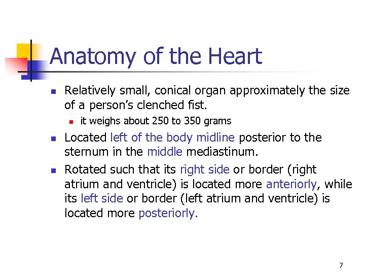 Anatomy of the Heart n Relatively small, conical organ approximately the size of a