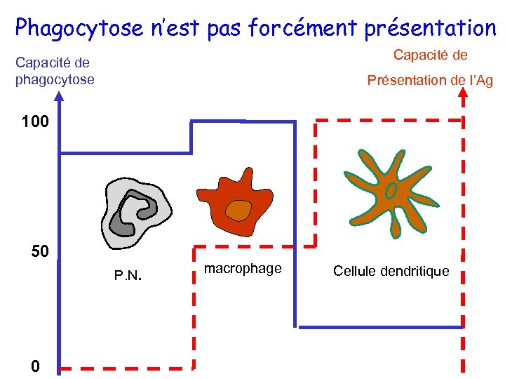 Phagocytose n’est pas forcément présentation Capacité de phagocytose Présentation de l’Ag 100 50 P.