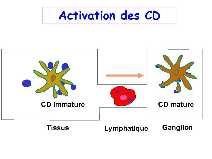 Activation des CD CD immature Cytokines Tissus CD mature Lymphatique Ganglion 