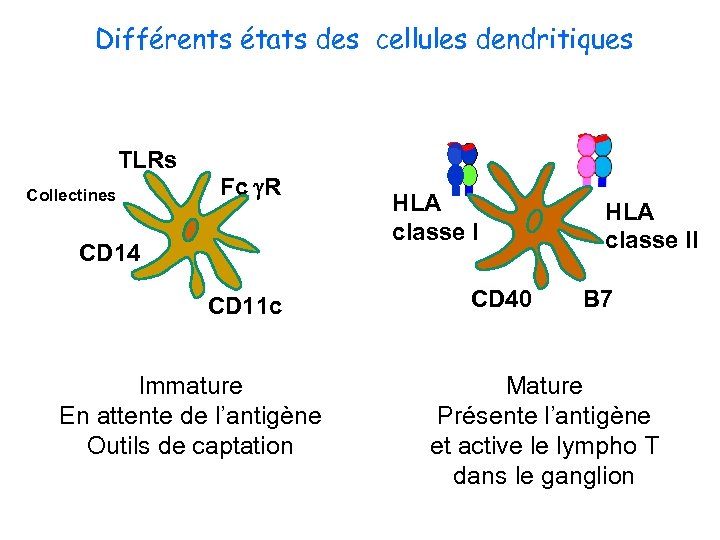 Différents états des cellules dendritiques TLRs Collectines Fc g. R CD 14 CD 11