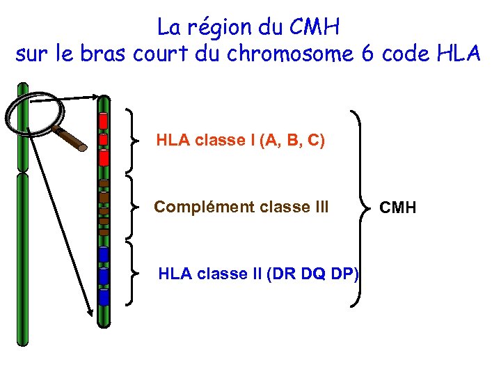 La région du CMH sur le bras court du chromosome 6 code HLA classe
