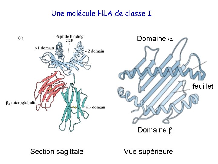 Une molécule HLA de classe I Domaine a feuillet Domaine b Section sagittale Vue