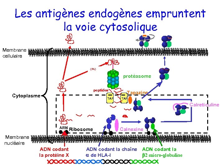 Les antigènes endogènes empruntent la voie cytosolique Membrane cellulaire (1%) protéasome peptides Cytoplasme TAP