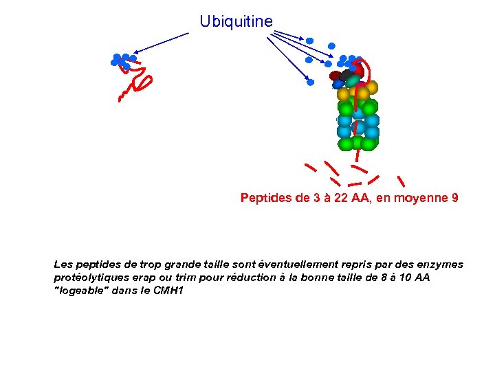 Ubiquitine Peptides de 3 à 22 AA, en moyenne 9 Les peptides de trop