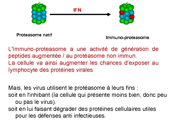 IFN Proteasome natif Immuno-proteasome L'Immuno-proteasome a une activité de génération de peptides augmentée /