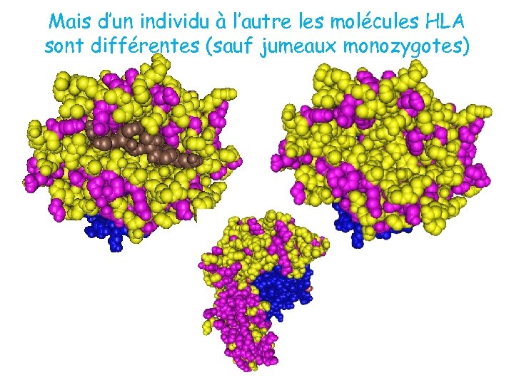 Mais d’un individu à l’autre les molécules HLA sont différentes (sauf jumeaux monozygotes) 