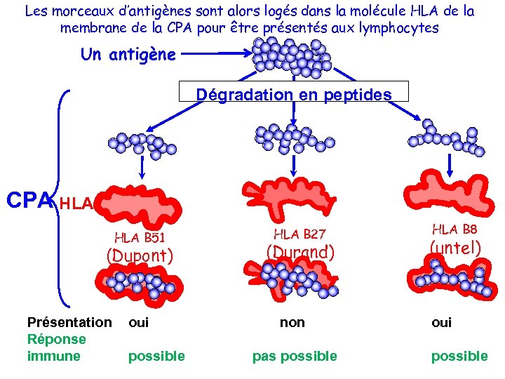 Les morceaux d’antigènes sont alors logés dans la molécule HLA de la membrane de