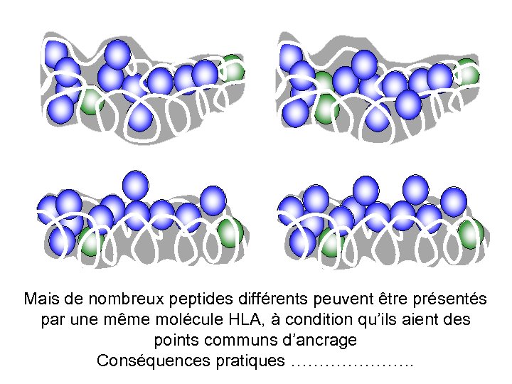 Mais de nombreux peptides différents peuvent être présentés par une même molécule HLA, à