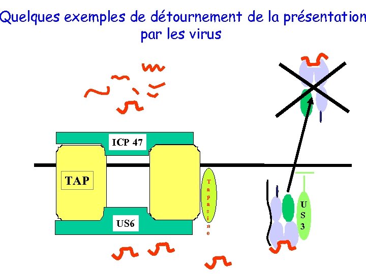 Quelques exemples de détournement de la présentation par les virus ICP 47 TAP US
