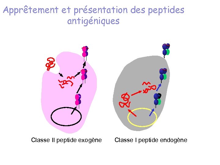 Apprêtement et présentation des peptides antigéniques Classe II peptide exogène Classe I peptide endogène
