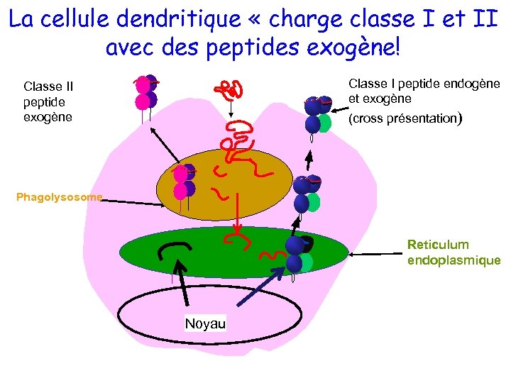 La cellule dendritique « charge classe I et II avec des peptides exogène! Classe
