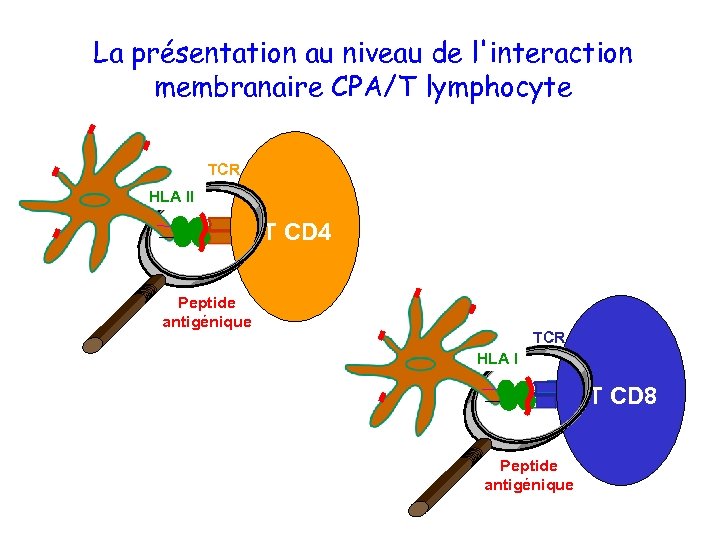 La présentation au niveau de l'interaction membranaire CPA/T lymphocyte TCR HLA II T CD