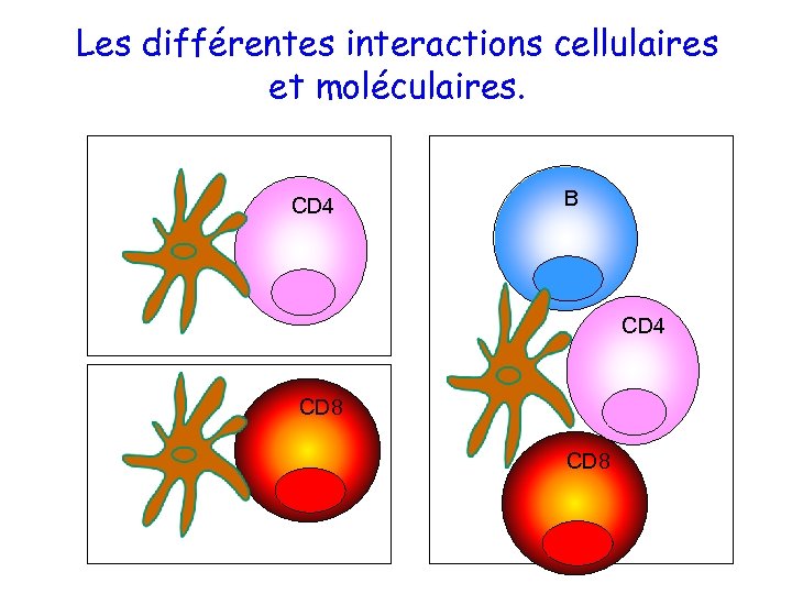 Les différentes interactions cellulaires et moléculaires. CD 4 B CD 4 CD 8 