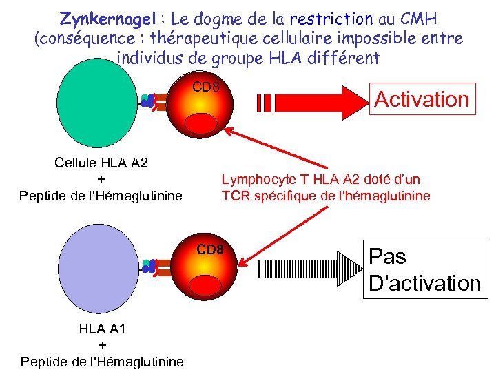 Zynkernagel : Le dogme de la restriction au CMH (conséquence : thérapeutique cellulaire impossible