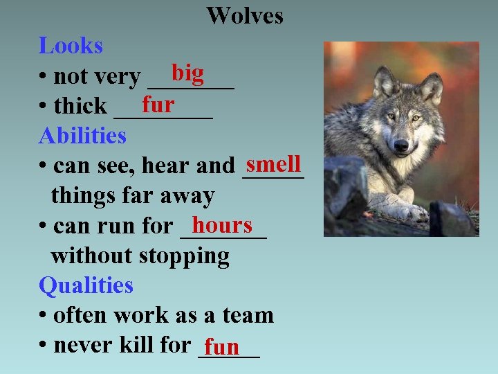 Wolves Looks big • not very _______ fur • thick ____ Abilities smell •