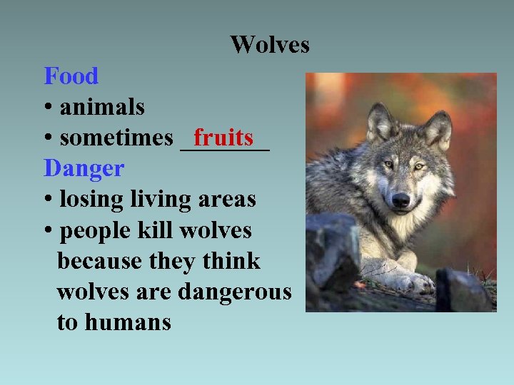 Wolves Food • animals fruits • sometimes _______ Danger • losing living areas •