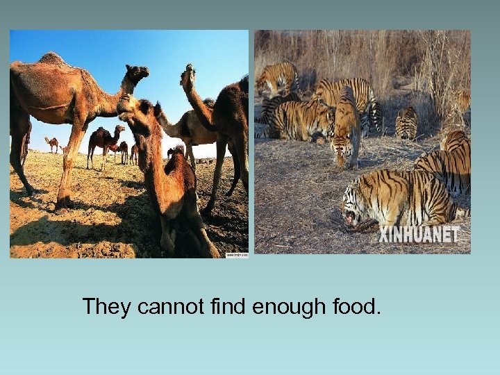 They cannot find enough food. 