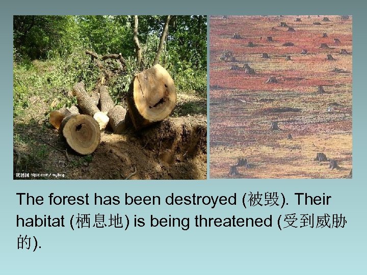 The forest has been destroyed (被毁). Their habitat (栖息地) is being threatened (受到威胁 的).