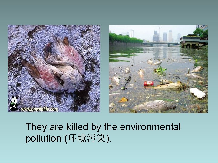 They are killed by the environmental pollution (环境污染). 