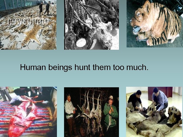 Human beings hunt them too much. 