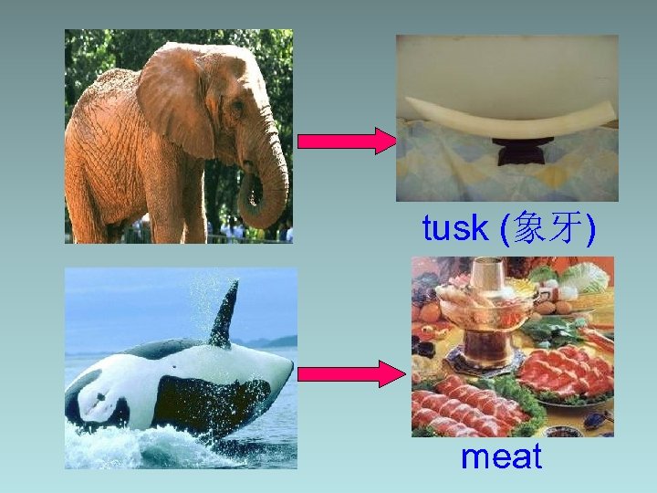 tusk (象牙) meat 