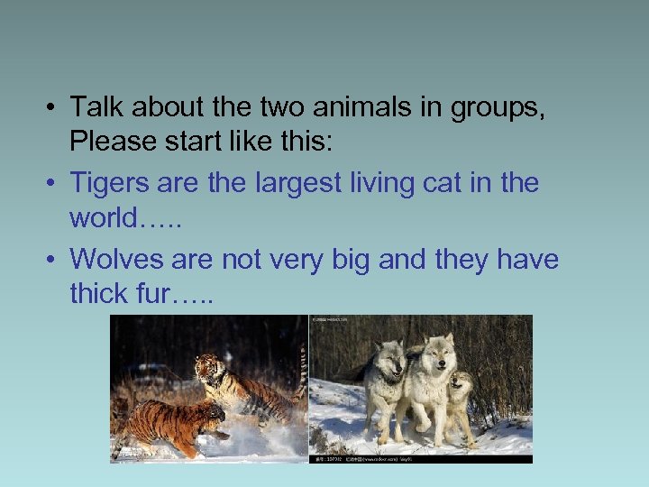  • Talk about the two animals in groups, Please start like this: •