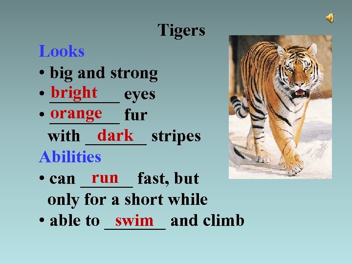 Tigers Looks • big and strong bright • ____ eyes orange • ____ fur