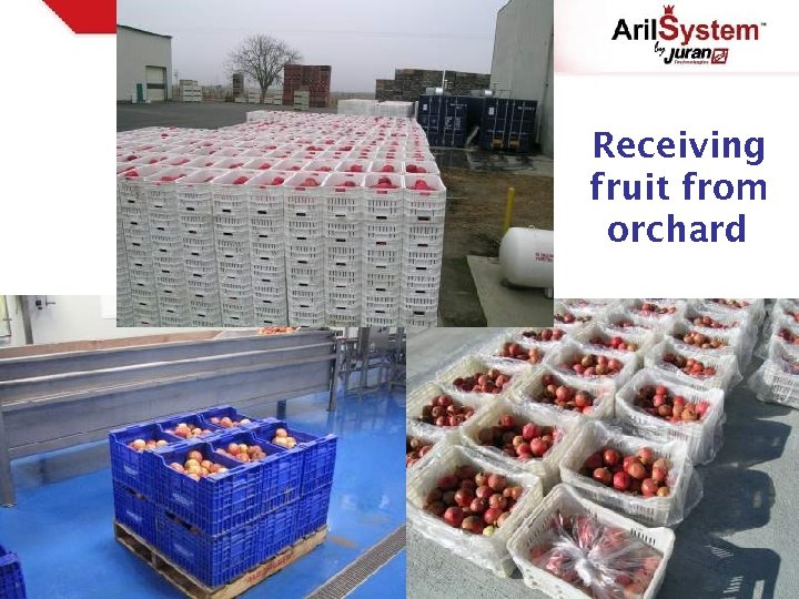 Receiving fruit from orchard 
