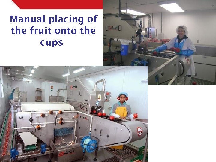 Manual placing of the fruit onto the cups 