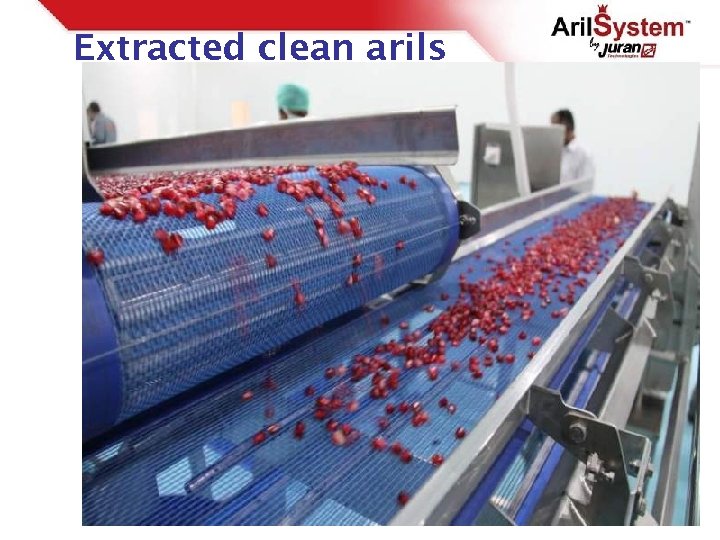 Extracted clean arils 